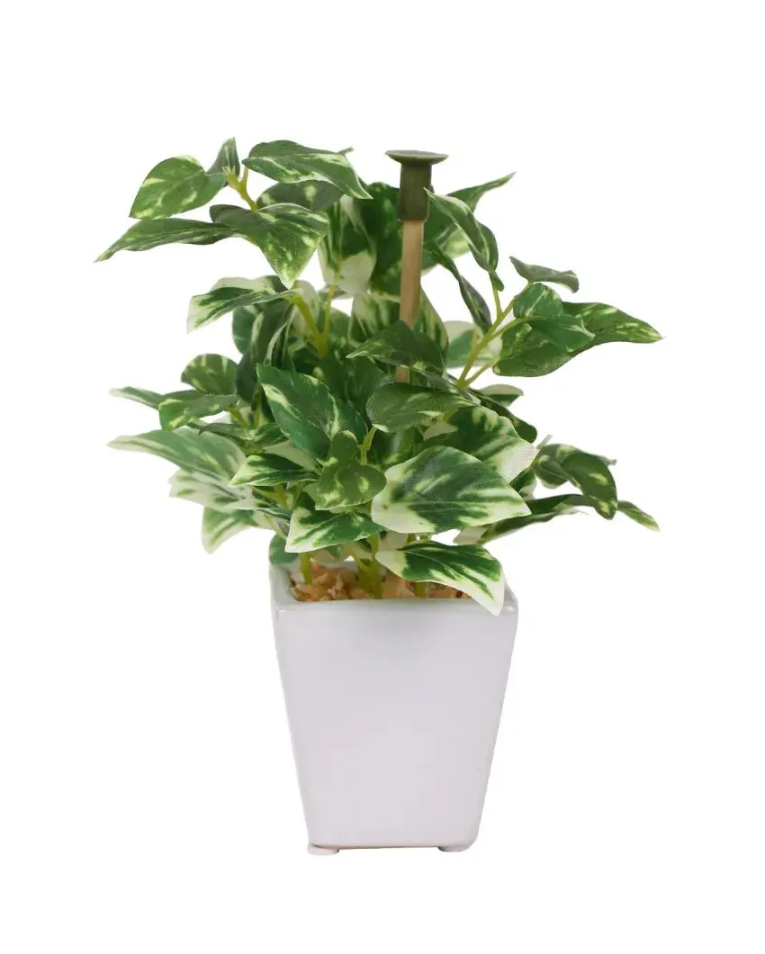 Arboleda Wandering Jew Artificial Bonsai Plant with Ceramic Pot | 7 inches