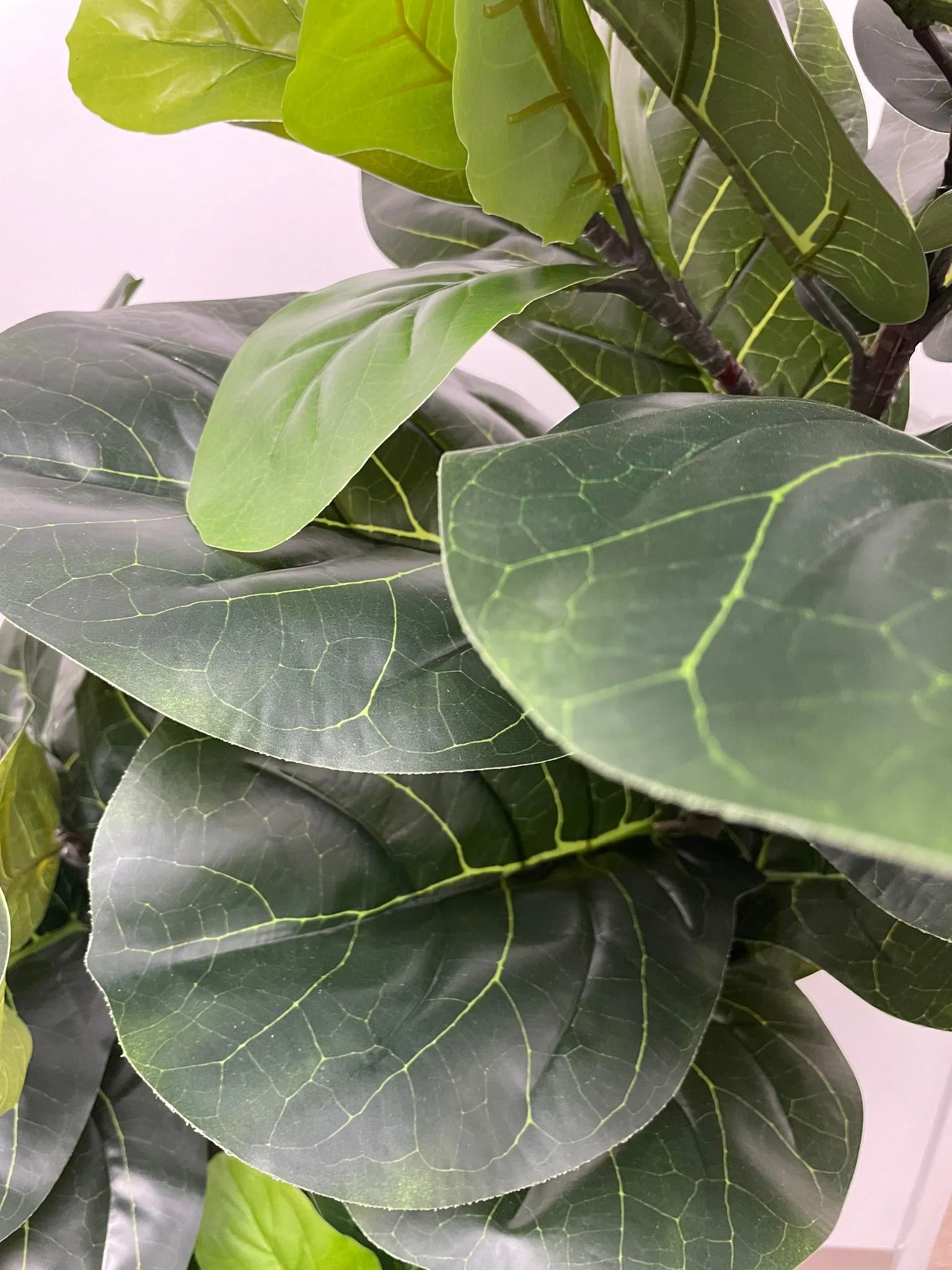 Artificial Fiddle Fig Tree (6')