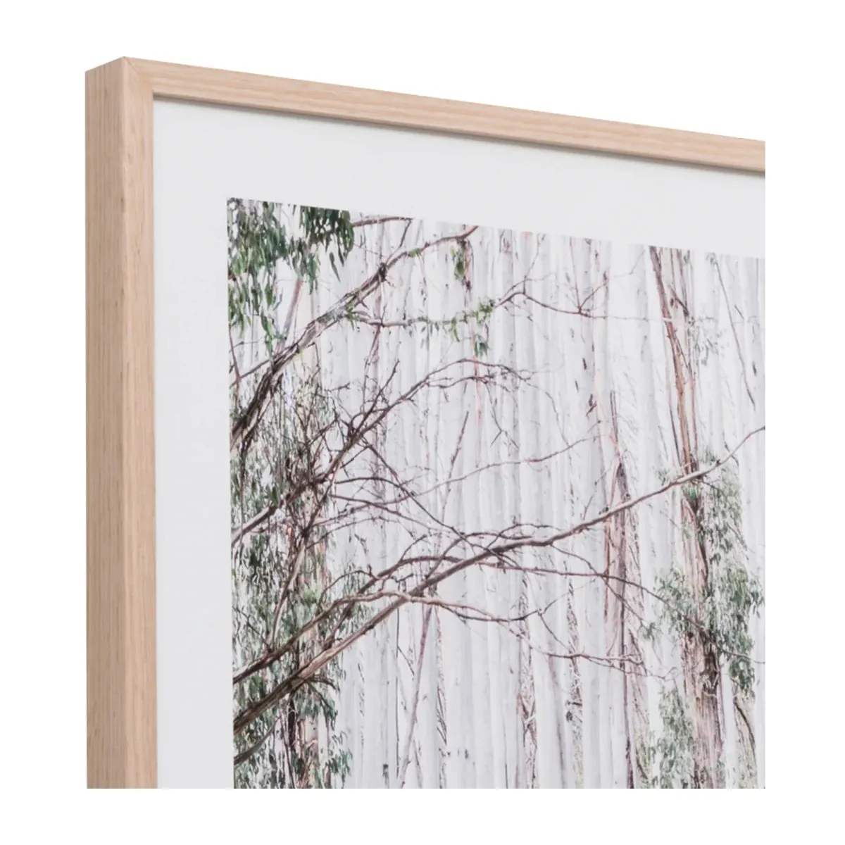 Eucalyptus Forest Framed Print