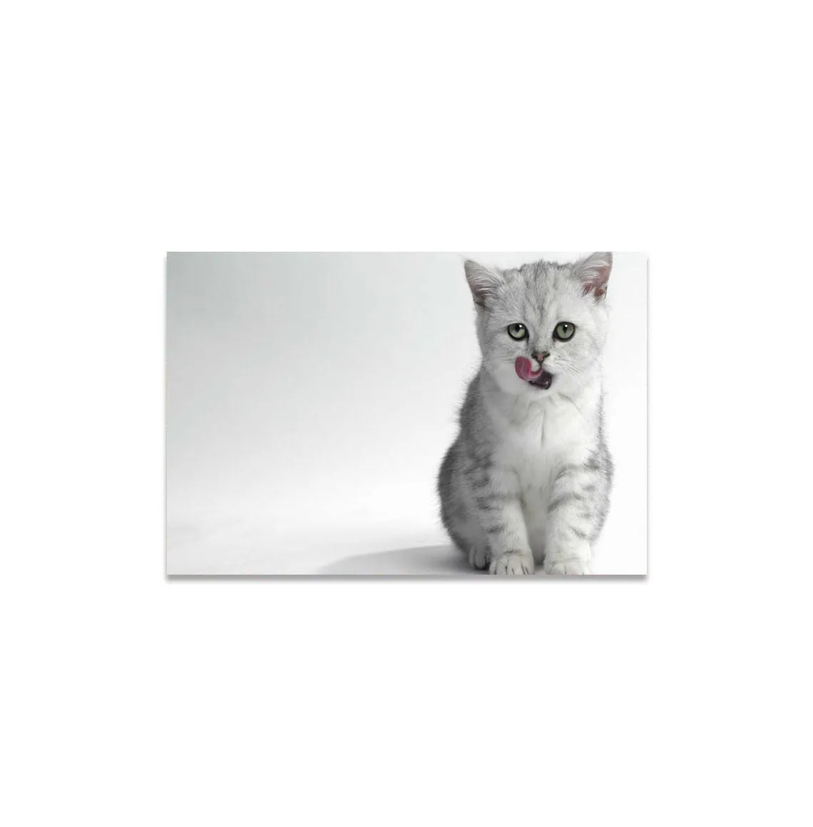 GADGETS WRAP Canvas Gallery Wrap Framed for Home Office Studio Living Room Decoration (11x9inch) - White Cat Tongue