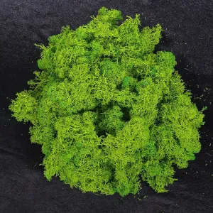 Natural Preserved Fresh Moss