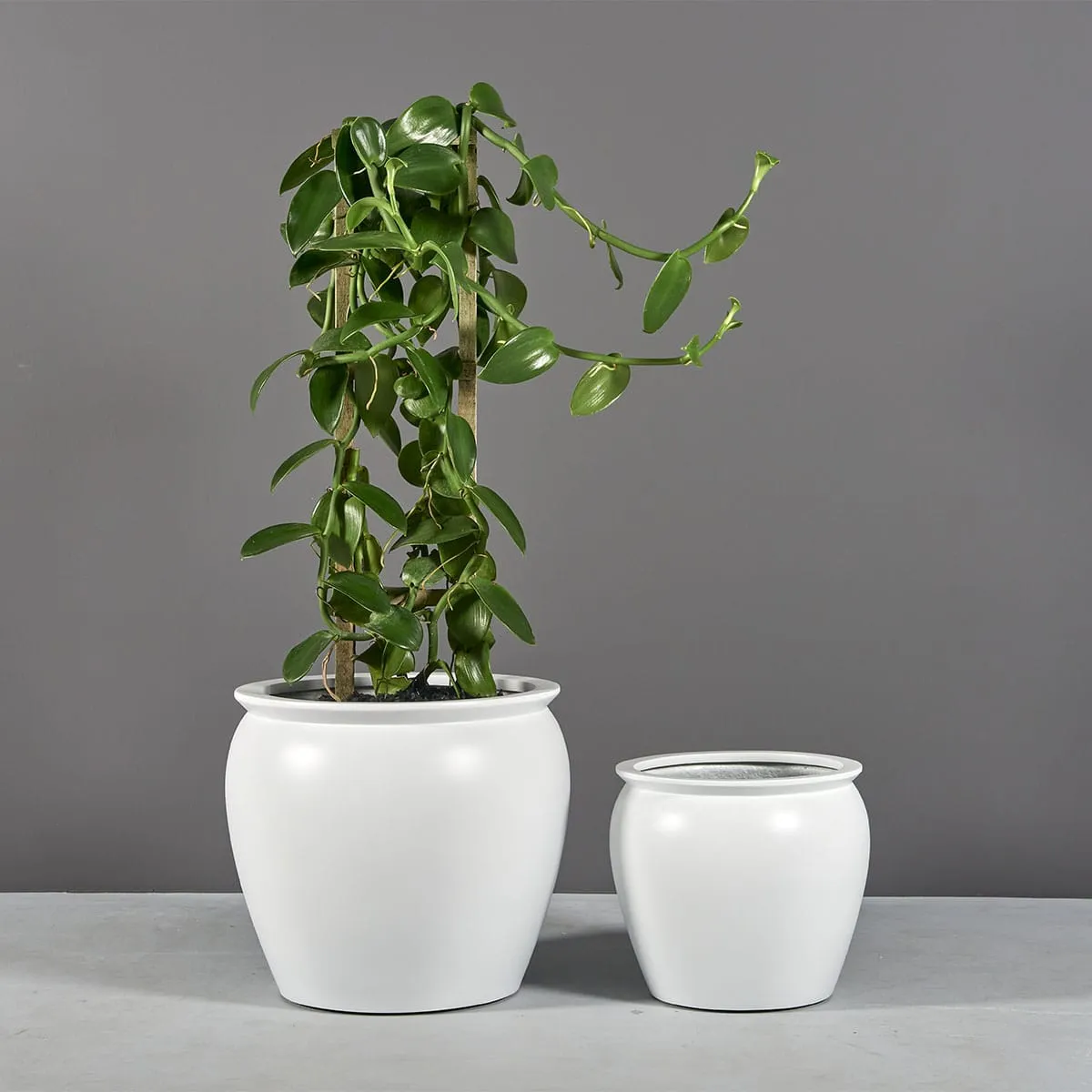 Shanghai Fishbowl Planter